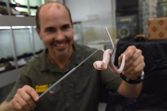 Marc Jaeger, manager of Planet Exotica zoological garden in Royan, south-western France, presents a Leucistic Monocled Cobra baby on January 31, 2018. Mehdi Fedouach/AFP
