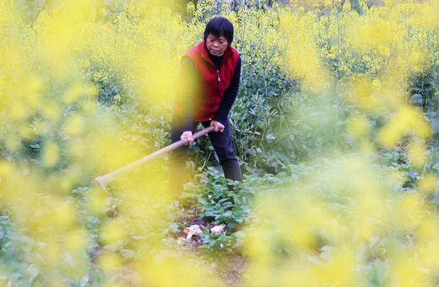  เกษตรกรหญิงทำงานในไร่ในหมู่บ้านก้งกวง เมืองฉือสุ่ย มณฑลกุ้ยโจวแห่งภาคตะวันตกเฉียงใต้จีน –ซินหวา