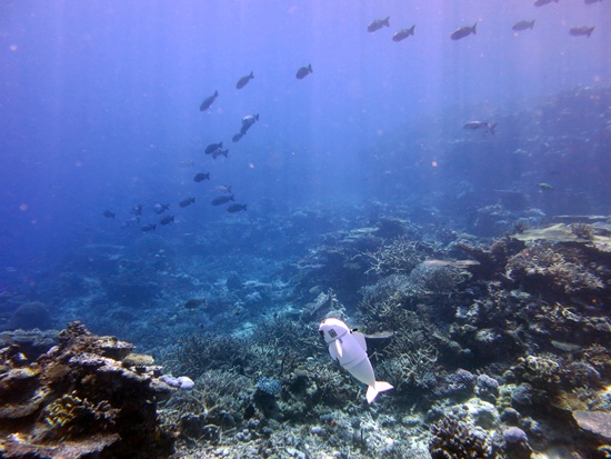 A robot fish dubbed SoFi, created by MITs Computer Science and Artificial Intelligence Laboratory to explore marine environments, swims at Rainbow Reef off Taveuni, Fiji in this August 2015 handout photo. MIT CSAIL/Handout via REUTERS 
