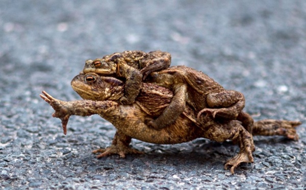 A picture taken on April 10, 2018 in the German village of Altenbrak shows a common toad carrying two males on its back on the side of a road nearby a pond. Klaus-Dietmar Gabbert/dpa/AFP