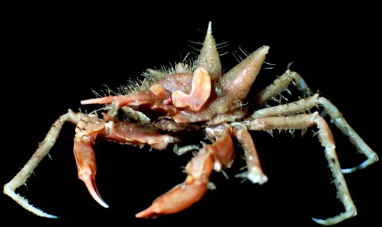 This undated handout photo released by South Java Deep Sea Biodiversity Expedition 2018 on April 19, 2018 shows a yet-to-be-named spider crab species found in the waters of southwestern Java. South Java Deep Sea Biodiversity Expedition 2018/AFP