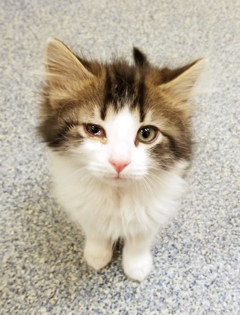This 2018 photo released by the Michigan Humane Society shows a kitten named Badges. (Michigan Humane Society via AP)
