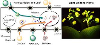 การใช้อนุภาคระดับนาโนกับการเรืองแสงในที่มืดของพืช 