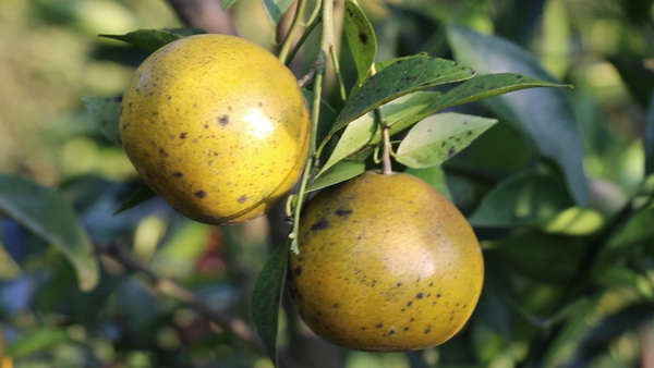สวนส้มตาอึ่ง ที่อ.ท่าลี่ จ.เลย จัดโปรโมชันเข้าชมสวนกินส้มในไร่แบบบุฟเฟ่ต์ ในราคาแค่คนละ 100 บาท