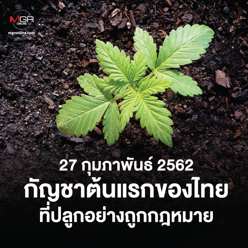 กัญชาต้นแรกของไทย ที่ปลูกอย่างถูกกฎหมาย