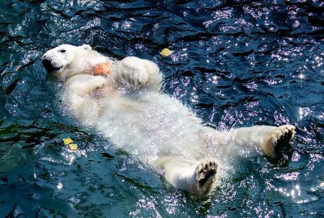 หมีขั้วโลกชื่อว่า “มิลาน่า” กอดเค้กผลไม้แช่แข็งในขณะที่มั่นนอนแช่น้ำในบ่อที่สวนสัตว์ในฮาโนเวอร์ ทางเหนือของเยอรมนี ซึ่งอุณหภูมิพุ่งแตะ 33 องศาเซลเซียส (26 มิ.ย.) 