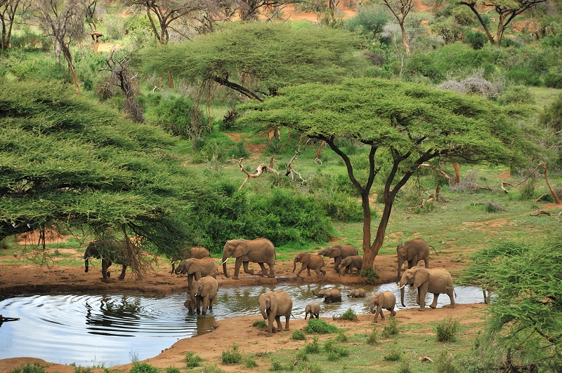 Elephant herd at waterhole, Kenya