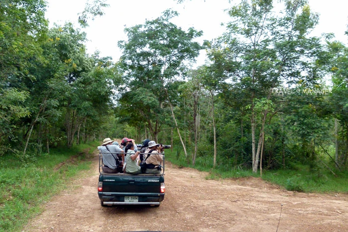 กิจกรรมนั่งรถชมช้างป่า