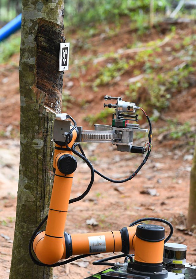 หุ่นยนต์กรีดยางอัตโนมัติ ขณะทดสอบทำงานกรีดยางที่สวนยางแห่งหนึ่ง ในมณฑลไห่หนานทางตอนใต้ของจีน (ภาพซินหัว)