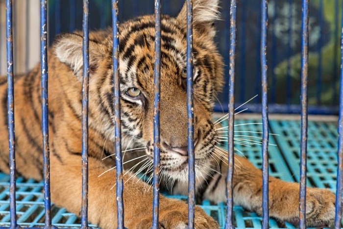 หยุดผสมพันธุ์เสือเพื่อท่องเที่ยว!  องค์กรพิทักษ์สัตว์ฯ บุกรัฐสภายื่นร่างกม.
