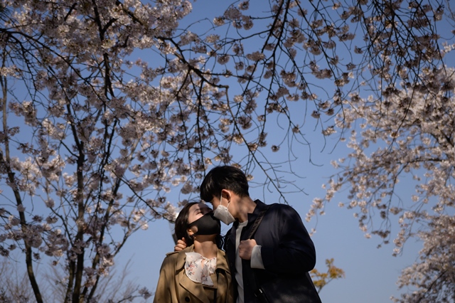 คู่รักสวมหน้ากากยืนถ่ายรูปใต้ต้นซากุระในเขตเยอุยโดของกรุงโซล เมื่อวันที่ 5 เมษายน 