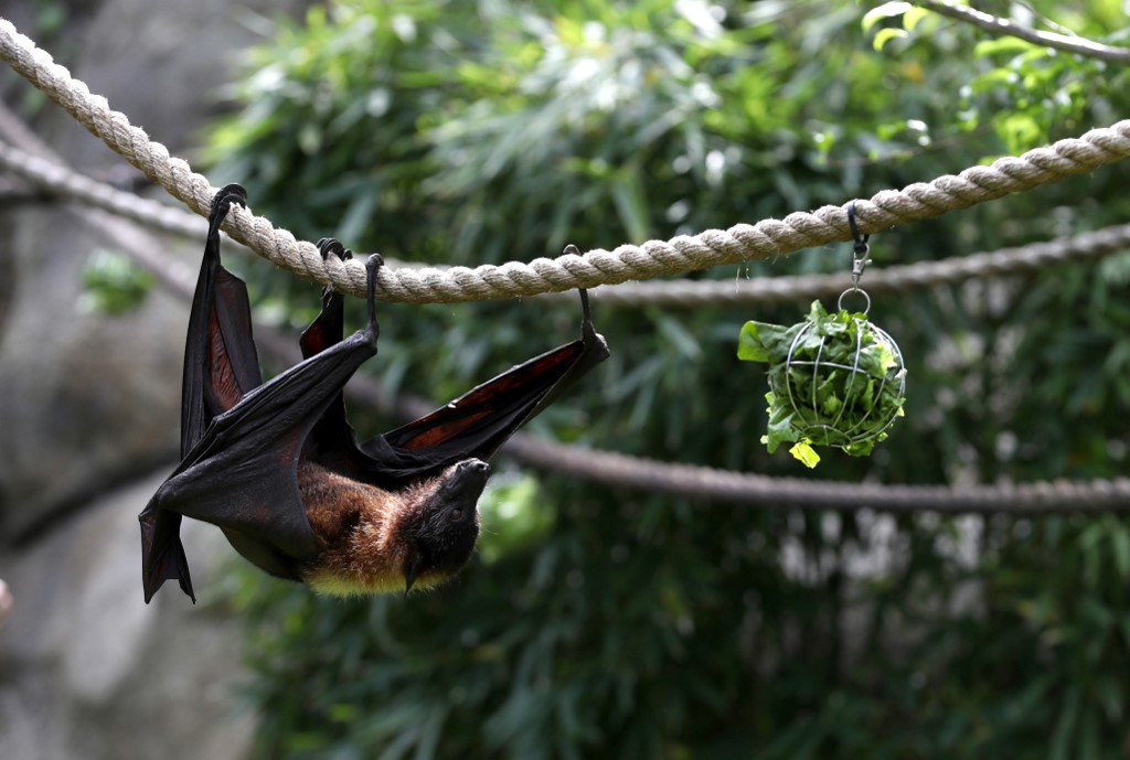  ค้างคาวผลไม้ในสวนสัตว์ที่สหรัฐฯ ขณะกินอาหาร (JUSTIN SULLIVAN / GETTY IMAGES NORTH AMERICA / Getty Images via AFP) 
