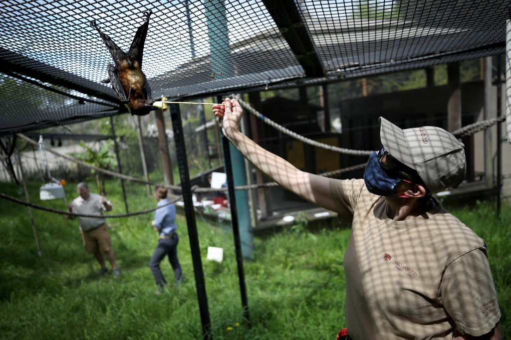 เจ้าหน้าที่ป้อนอาหารค้างคาวผลไม้ในสวนสัตว์ที่สหรัฐฯ (JUSTIN SULLIVAN / GETTY IMAGES NORTH AMERICA / Getty Images via AFP)