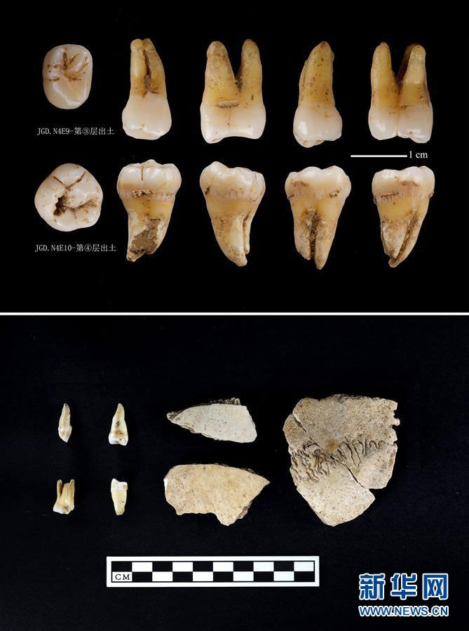 ชิ้นส่วนฟันและกะโหลกศีรษะมนุษย์ที่ขุดพบมาจากซากปรักหักพังถ้ำเจี้ยเกอเขตหนานเจิ้ง มณฑลส่านซี
