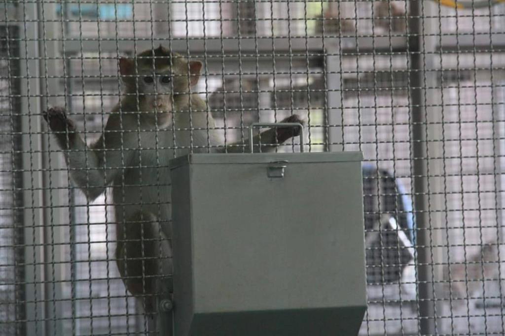 ลิงแสม สัตว์ทดลองที่ใช้ทดสอบวัคซีนโควิด-19 ณ ศูนย์วิจัยไพรเมทแห่งชาติ