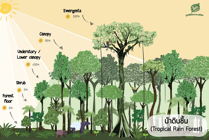 ป่าฝน หรือป่าดิบชื้น เป็นแหล่งผลิตออกซิเจนแหล่งใหญ่ รวมไปถึงเป็นแหล่งที่มีความหลากหลายของทางชีวภาพสูง