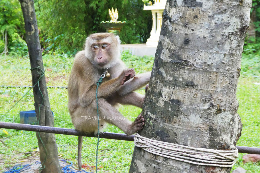 “ลิงเก็บมะพร้าว” นั้นถือเป็นอีกหนึ่งภูมิปัญญาดั้งเดิมของคนไทย 