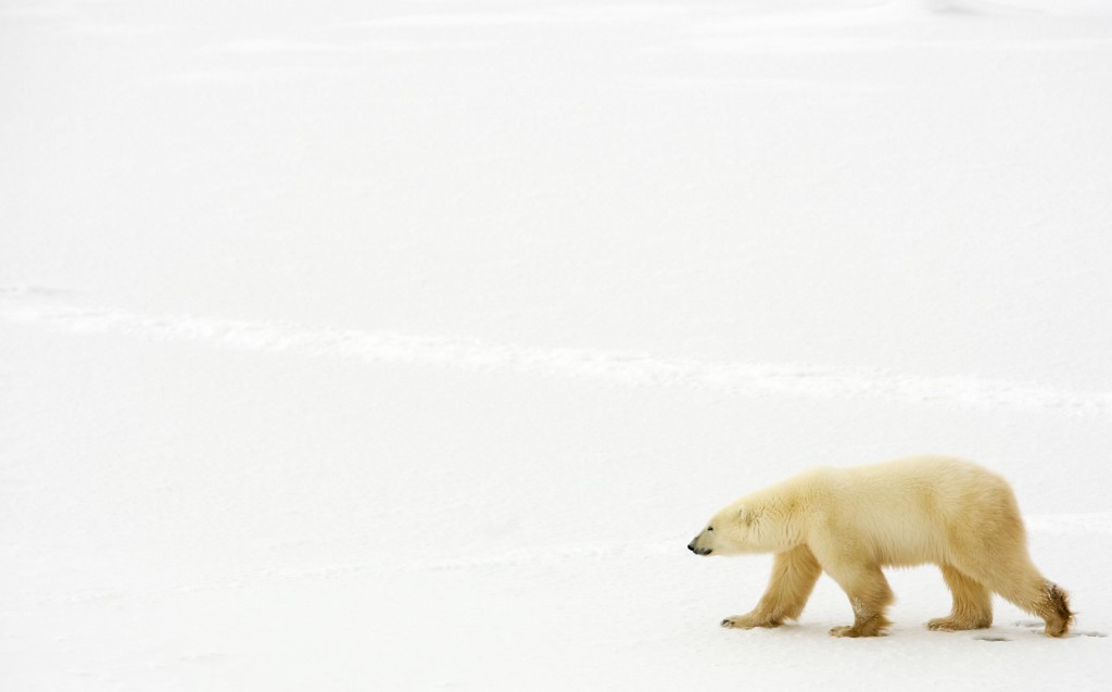  การเปลี่ยนแปลงภูมิอากาศทำให้หมีขาวหาอาหารได้น้อยลง นั้นส่งผลต่อพลังงานสะสมที่ใช้ในการจำศีลและอยู่รอดในช่วงฤดูหนาว (Paul J. RICHARDS / AFP )
