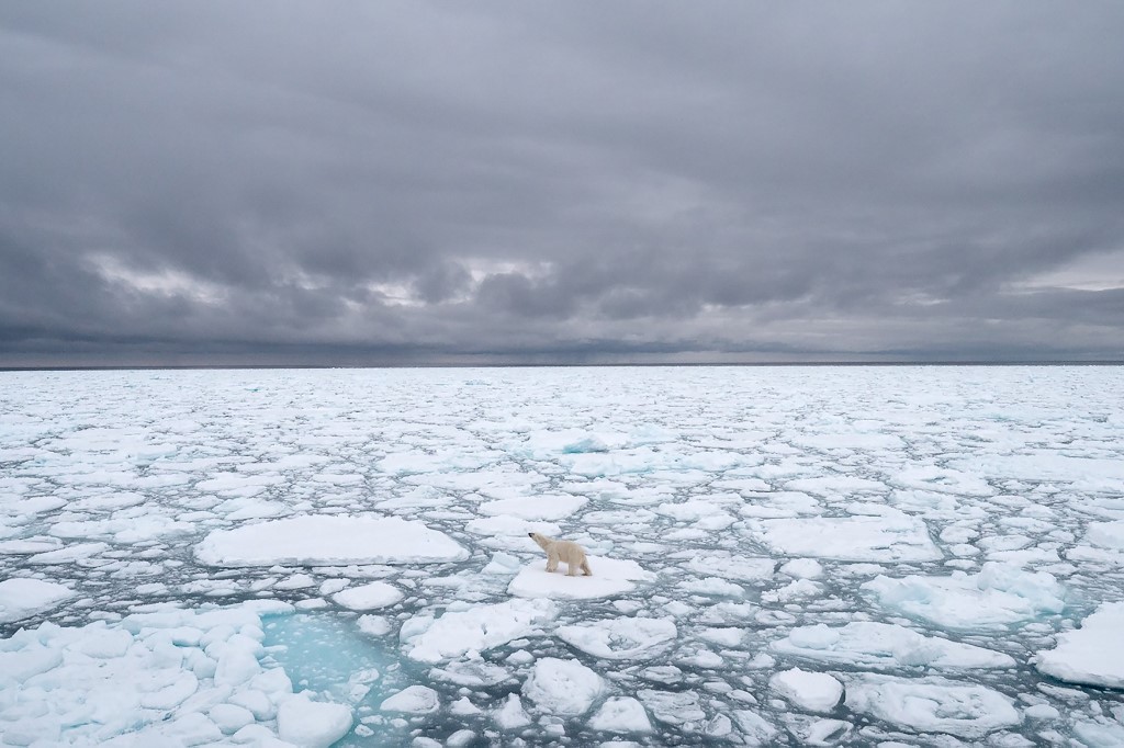 น้ำแข็งที่ละลายจากภาวะโลกร้อนทำให้ถิ่นอาศัยของหมีขาวลดลง และยังหาอาหารได้น้อยลง (BJ KIRSCHHOFFER / POLAR BEARS INTERNATIONAL / AFP)  