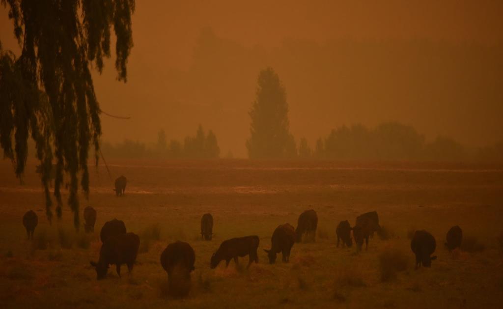 ฝูงปศุสัตว์เล็มหญ้าท่ามกลางหมอกควันจากไฟป่าที่เปลี่ยนสีท้องฟ้าเป็นสีแดง (AFP / Peter Parks)