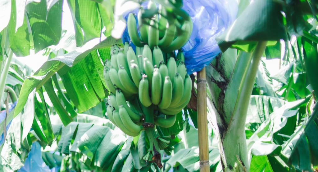 แม็คโคร จับมือ กรมส่งเสริมการเกษตร ยกระดับคุณภาพกล้วยหอมทองแปลงใหญ่โคราช ปั้นกลุ่มเกษตรกรได้มาตรฐาน GAP
