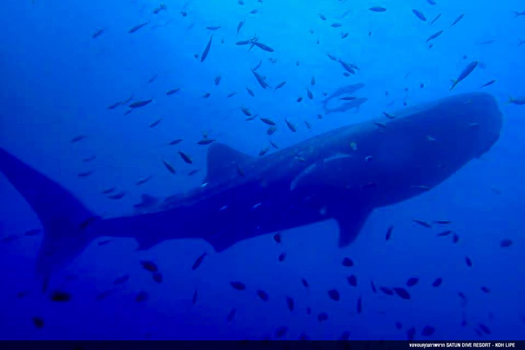 ฮือฮา! พบ "ฉลามวาฬ" ขนาดใหญ่ แหวกว่ายไม่ไกลจากเกาะหลีเป๊ะ