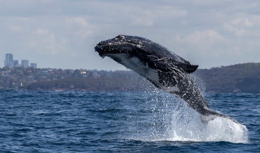 ภาพ: เพจ Go Whale Watching