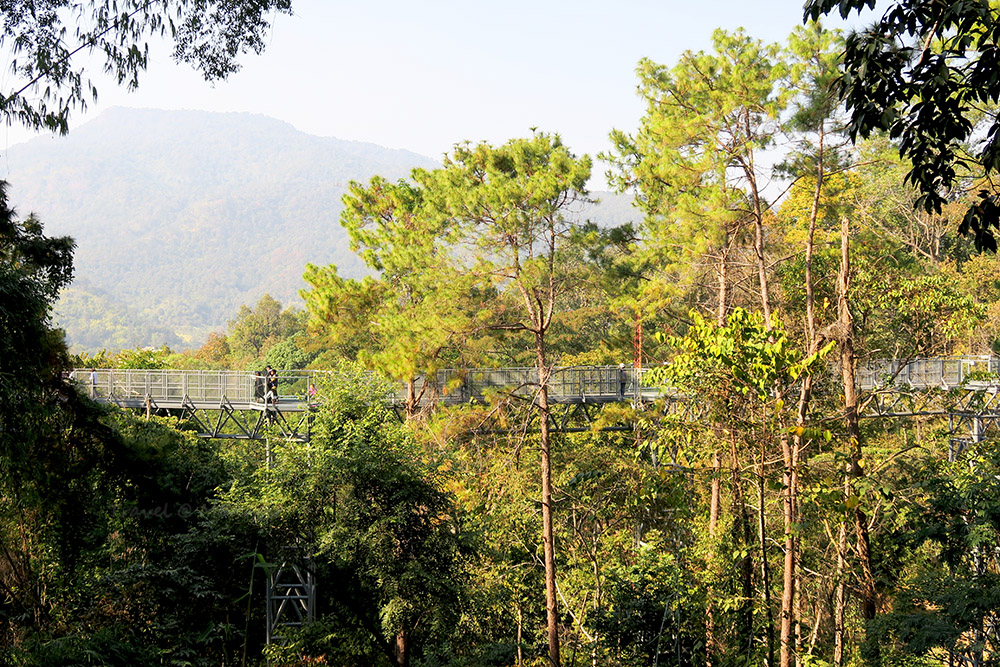 เส้นทางเดินชมธรรมชาติเหนือเรือนยอดไม้ที่ยาวที่สุดในประเทศไทย