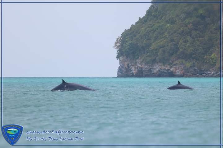 พบ “วาฬบรูด้า 2 แม่ลูก” การันตีความสมบูรณ์ท้องทะเลหมู่เกาะอ่างทอง