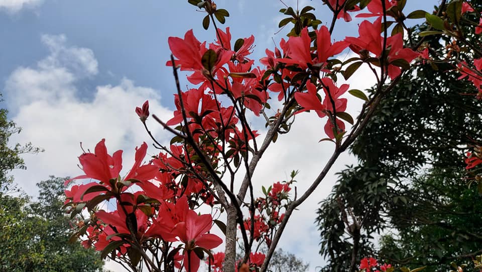 ดอกกุหลาบพันปีสีแดง ถ่ายภาพ ณ วันที่ 4 มีนาคม 2564 (ภาพจาก เพจททท.สำนักงานเลย)