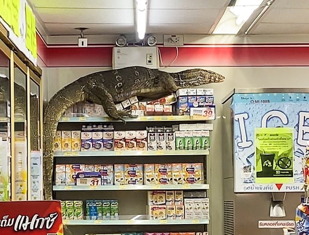 Woman comes face-to-face with 10-foot snake in Australia supermarket ...