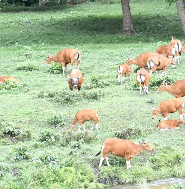 ชมฝูงวัวแดง อวดโฉมเต็มทุ่ง!  1 ใน 7 สัตว์ป่าที่ยิ่งใหญ่แห่งห้วยขาแข้ง และผู้มีอุปการะคุณแห่งพงไพร