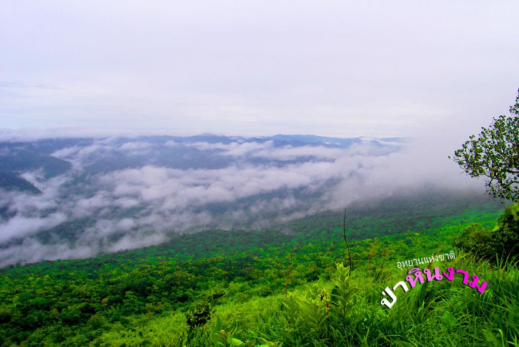 (ภาพ : เพจ อุทยานแห่งชาติป่าหินงาม Pa Hin Ngam National Park)