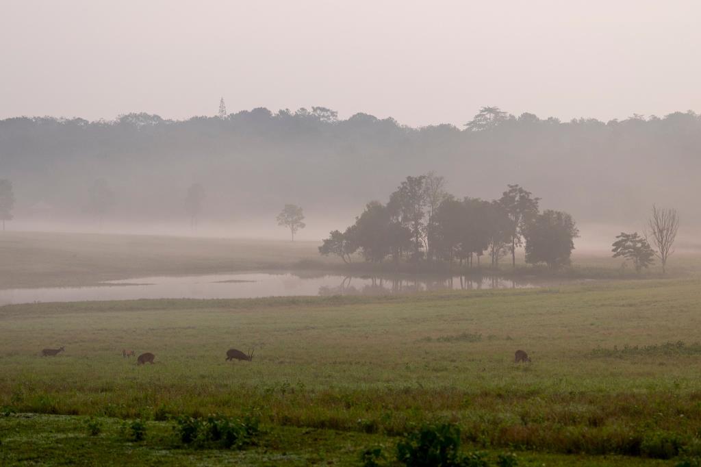 ภาพถ่าย : อภิรัฐ ทัดกลาง / เขตรักษาพันธุ์สัตว์ป่าภูเขียว Phu Khieo Wildlife Sanctuary/ปชส.