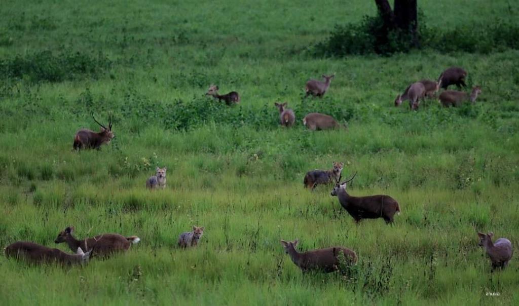 ภาพถ่าย : อภิรัฐ ทัดกลาง / เขตรักษาพันธุ์สัตว์ป่าภูเขียว Phu Khieo Wildlife Sanctuary/ปชส.