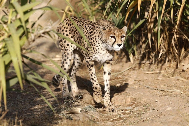 เสือชีตาห์ 12 ตัวสุดท้าย! ที่อิหร่าน “สุ่มเสี่ยงต่อการสูญพันธุ์”