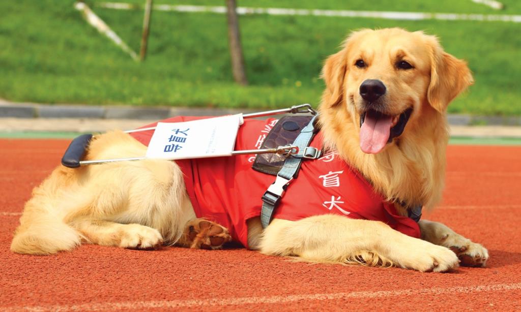 ภาพ : ฐานฝึกสุนัขนำทางเมืองต้าเหลียนของจีน (China Guide Dog Dalian Training Base)