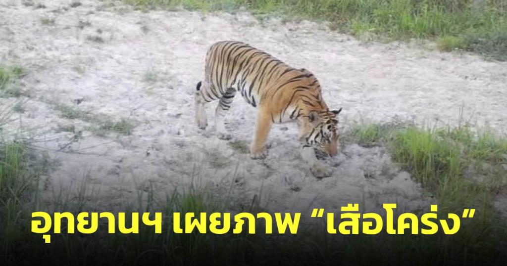 อุทยานฯเผยภาพ "เสือโคร่ง" จากกล้อง NCAPS ยัน เป็นตัวชี้วัดความอุดมสมบูรณ์ของป่าไทย