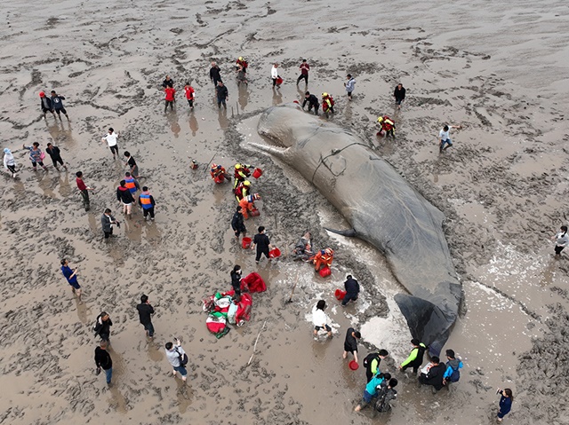 (แฟ้มภาพซินหัว : วาฬว่ายกลับสู่ทะเลในอำเภอเซียงซาน เมืองหนิงโป มณฑลเจ้อเจียงทางตะวันออกของจีน วันที่ 20 เม.ย.2022)