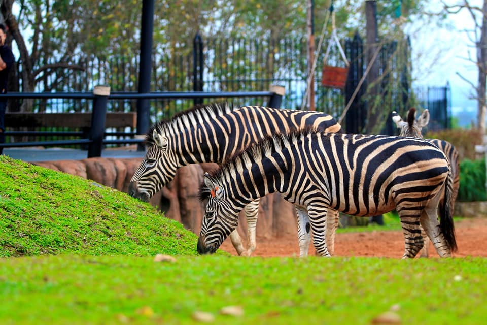 ชมม้าลายตัวใหญ่ที่สวนสัตว์หัวหิน (ภาพจาก Huahinsafari & Adventure Park)