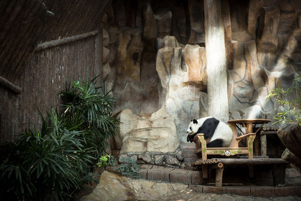 แพนด้าสัญลักษณ์คู่สวนสัตว์เชียงใหม่ (ภาพจาก สวนสัตว์เชียงใหม่ Chiang Mai Zoo)