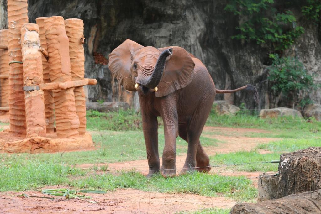 ช้างตัวใหญ่ (ภาพจาก สวนสัตว์นครราชสีมา KORAT ZOO Zoo)
