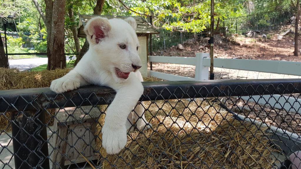 ลูกเสือขาวที่สวนสัตว์โบนันซ่า (ภาพจาก Bonanza Exotic Park)