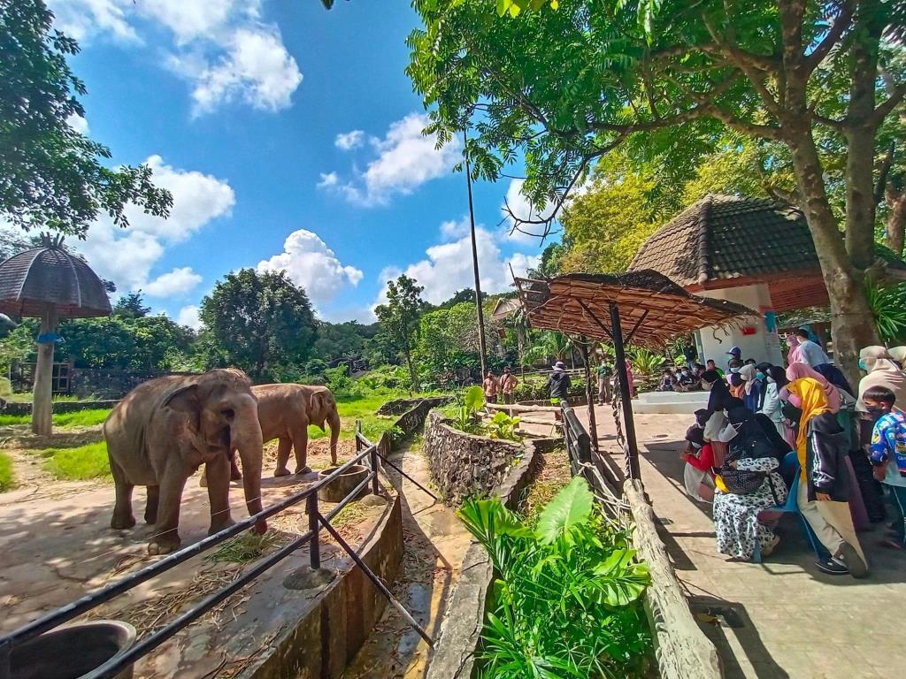 ชมช้างตัวโต (ภาพจาก สวนสัตว์สงขลา Songkhla zoo)