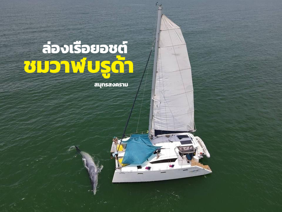ภาพจากเพจ bangkok whale watching by parinya  Cr น้องพีร์ (dji Marvic Air)
