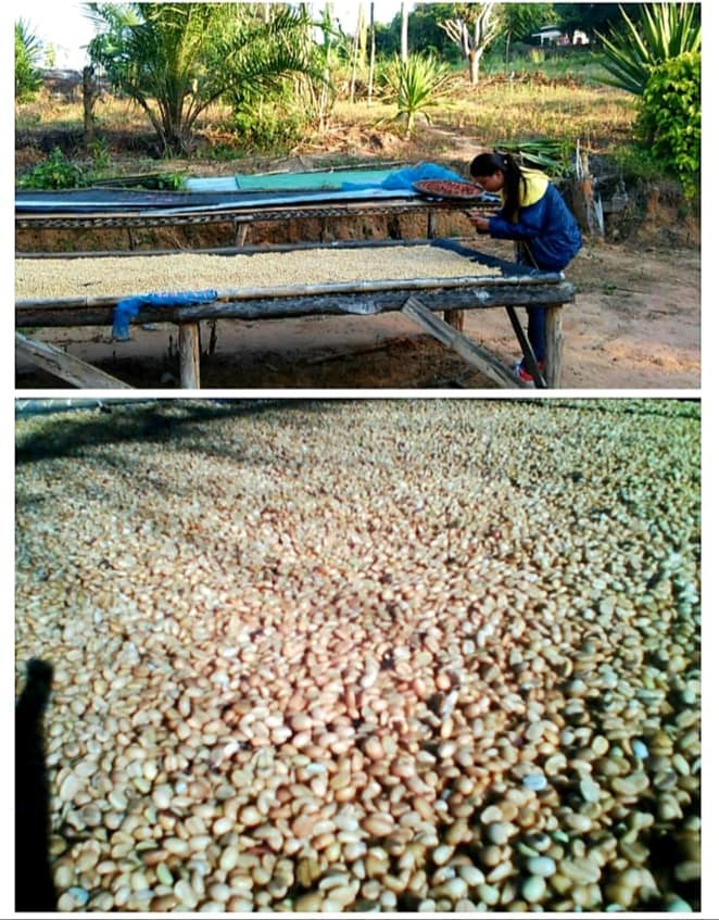 プロモーションエリアの村人から1キログラムあたり100バーツの価格で購入された前処理されたココナッツコーヒー。