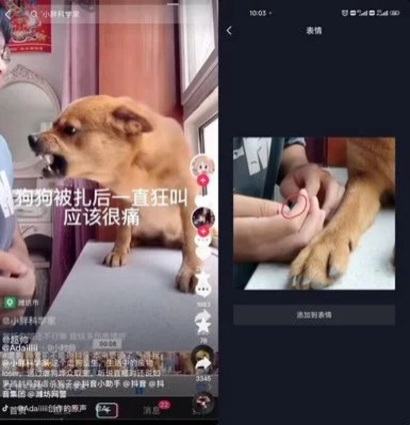 สุนัขที่เห่าร้อง (ภาพเต็ม) กับภาพอินฟลูเอนเซอร์เอาแขมแทงสุนัข (ภาพจาก orientaldaily.com.my)