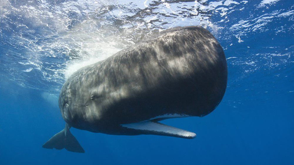 วาฬหัวทุย ที่พบได้บ่อยในอ่าว Goose Bay (ภาพโดย REINHARD DIRSCHERL)