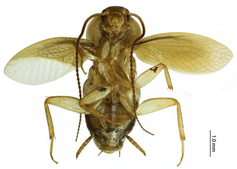 ศุลกากรจีนสกัดกั้น ‘แมลงสาบ’ พันธุ์ใหม่ ซุกไม้ซุงจากฝรั่งเศส (มีคลิป)