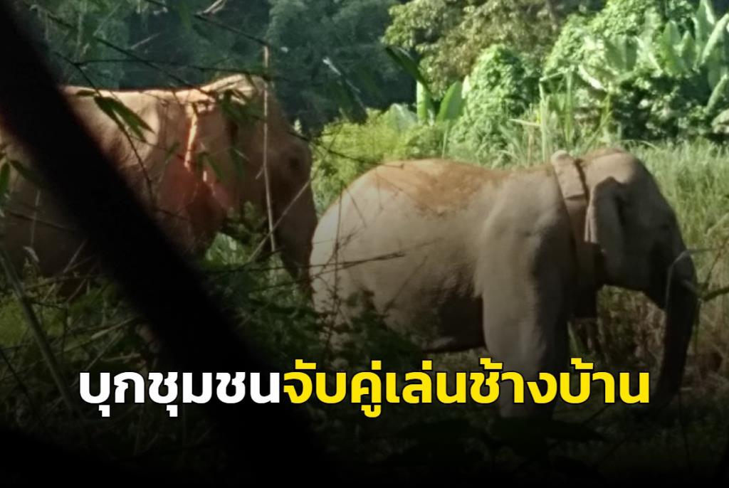 ชิลล์เกิ๊น! ช้างป่าบุกชุมชนจับคู่เล่นกับช้างบ้าน ชาวบ้านระทมหนักทำผลผลิตยับเยิน